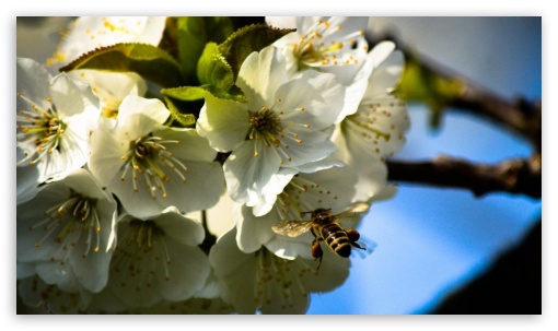 Bee UltraHD Wallpaper for Mobile 16:9 - 2160p 1440p 1080p 900p 720p ;