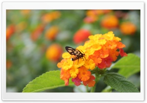 Bee Ultra HD Wallpaper for 4K UHD Widescreen desktop, tablet & smartphone