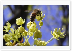 Bee & Maple Flowers Ultra HD Wallpaper for 4K UHD Widescreen desktop, tablet & smartphone