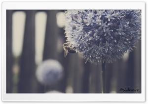 Bee Blue Flower Ultra HD Wallpaper for 4K UHD Widescreen desktop, tablet & smartphone