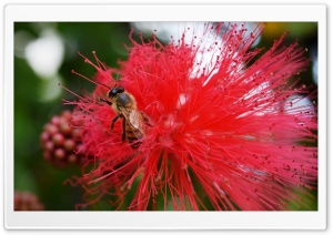 Bee Feasting in Flower Ultra HD Wallpaper for 4K UHD Widescreen desktop, tablet & smartphone