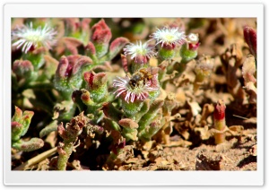 Bee in Flower Ultra HD Wallpaper for 4K UHD Widescreen desktop, tablet & smartphone