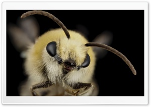 Bee Macro Ultra HD Wallpaper for 4K UHD Widescreen desktop, tablet & smartphone