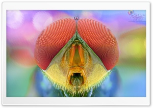BEE MACRO Ultra HD Wallpaper for 4K UHD Widescreen desktop, tablet & smartphone