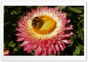 Bee On Flower Ultra HD Wallpaper for 4K UHD Widescreen desktop, tablet & smartphone