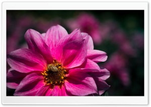 Bee, Pollinator, Pink Flower Ultra HD Wallpaper for 4K UHD Widescreen desktop, tablet & smartphone