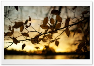 Beech Leaves Ultra HD Wallpaper for 4K UHD Widescreen desktop, tablet & smartphone