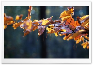 Beech Rust Colored Leaves Ultra HD Wallpaper for 4K UHD Widescreen desktop, tablet & smartphone