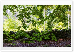 Beech Tree Branches, Nature Photography Ultra HD Wallpaper for 4K UHD Widescreen desktop, tablet & smartphone