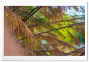 Beefwood Tree Ultra HD Wallpaper for 4K UHD Widescreen desktop, tablet & smartphone