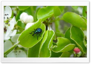Beetle Ultra HD Wallpaper for 4K UHD Widescreen desktop, tablet & smartphone