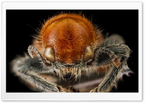 Beetle Macro Photography Ultra HD Wallpaper for 4K UHD Widescreen desktop, tablet & smartphone