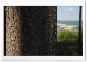 Behind the tree Ultra HD Wallpaper for 4K UHD Widescreen desktop, tablet & smartphone