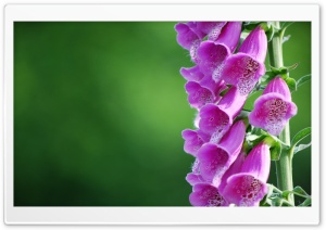 Bell Flowers Ultra HD Wallpaper for 4K UHD Widescreen desktop, tablet & smartphone