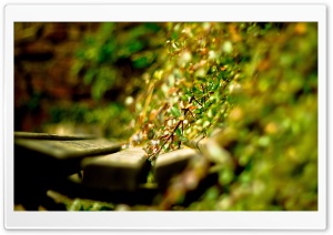 Bench   Green Plants Ultra HD Wallpaper for 4K UHD Widescreen desktop, tablet & smartphone