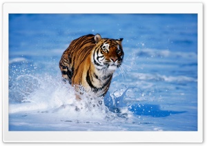 Bengal Tiger Panthera Tigris Tigris Ultra HD Wallpaper for 4K UHD Widescreen desktop, tablet & smartphone