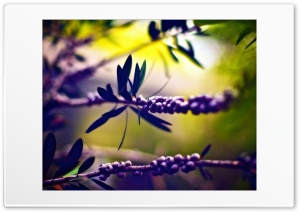 Berries Ultra HD Wallpaper for 4K UHD Widescreen desktop, tablet & smartphone