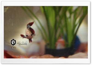 BETTA FISH Ultra HD Wallpaper for 4K UHD Widescreen desktop, tablet & smartphone