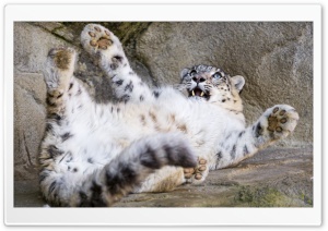 Big Baby Snow Leopard Playful Cute and Funny Ultra HD Wallpaper for 4K UHD Widescreen desktop, tablet & smartphone