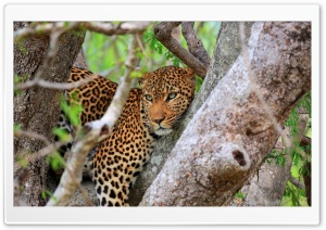 Big Cat On The Tree Ultra HD Wallpaper for 4K UHD Widescreen desktop, tablet & smartphone