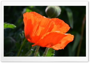 Big Orange Bloom Ultra HD Wallpaper for 4K UHD Widescreen desktop, tablet & smartphone