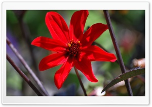 Big Red Flower Ultra HD Wallpaper for 4K UHD Widescreen desktop, tablet & smartphone