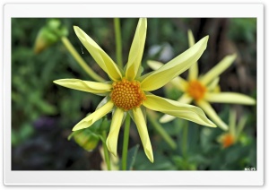 Big yellow flower Ultra HD Wallpaper for 4K UHD Widescreen desktop, tablet & smartphone