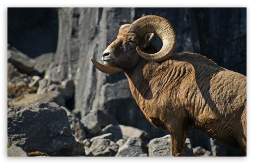 Bighorn Sheep Ultra HD Desktop Background Wallpaper for 4K UHD TV :  Widescreen & UltraWide Desktop & Laptop : Tablet : Smartphone