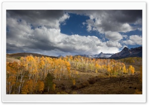 Birch Forest Autumn Ultra HD Wallpaper for 4K UHD Widescreen desktop, tablet & smartphone