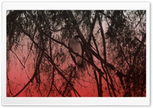 Bird Ultra HD Wallpaper for 4K UHD Widescreen desktop, tablet & smartphone
