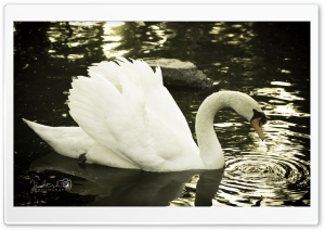 Bird Ultra HD Wallpaper for 4K UHD Widescreen desktop, tablet & smartphone