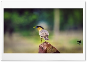 bird Ultra HD Wallpaper for 4K UHD Widescreen desktop, tablet & smartphone