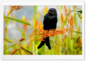 Bird - Shoaib Photography Ultra HD Wallpaper for 4K UHD Widescreen desktop, tablet & smartphone