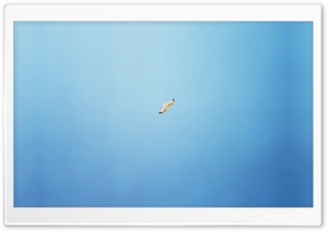 Bird Flying In The Sky Ultra HD Wallpaper for 4K UHD Widescreen desktop, tablet & smartphone