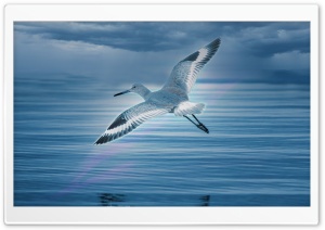 Bird, Nature Ultra HD Wallpaper for 4K UHD Widescreen desktop, tablet & smartphone