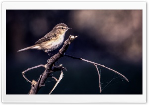 Bird, Nature Ultra HD Wallpaper for 4K UHD Widescreen desktop, tablet & smartphone