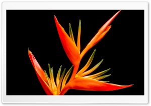 Bird Of Paradise Flower Exotic Plant Ultra HD Wallpaper for 4K UHD Widescreen desktop, tablet & smartphone