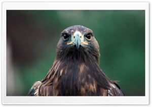 Bird Of Prey Ultra HD Wallpaper for 4K UHD Widescreen desktop, tablet & smartphone