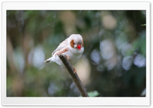 Bird, Spain Ultra HD Wallpaper for 4K UHD Widescreen desktop, tablet & smartphone