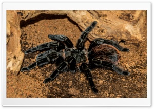 Bird Spider, Brachypelma Vagans Ultra HD Wallpaper for 4K UHD Widescreen desktop, tablet & smartphone