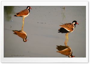 Birds - Shoaib Photography Ultra HD Wallpaper for 4K UHD Widescreen desktop, tablet & smartphone