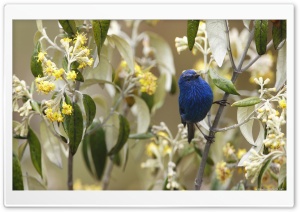 Birds Are Chirping Ultra HD Wallpaper for 4K UHD Widescreen desktop, tablet & smartphone