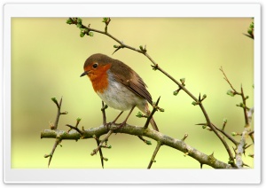 birds Are Chirping Ultra HD Wallpaper for 4K UHD Widescreen desktop, tablet & smartphone