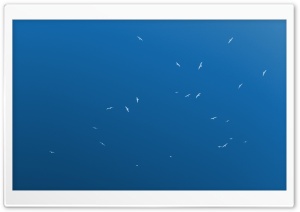 Birds In The Sky Ultra HD Wallpaper for 4K UHD Widescreen desktop, tablet & smartphone