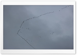 BIRDS IN THE SKY UP HIGH Ultra HD Wallpaper for 4K UHD Widescreen desktop, tablet & smartphone