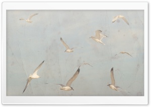 Birds On A Sunny Afternoon Ultra HD Wallpaper for 4K UHD Widescreen desktop, tablet & smartphone