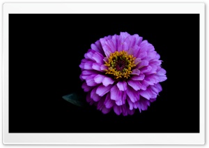 Black and Color Ultra HD Wallpaper for 4K UHD Widescreen desktop, tablet & smartphone