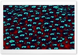 Black Berries Ultra HD Wallpaper for 4K UHD Widescreen desktop, tablet & smartphone