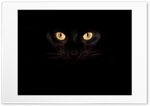black cat Ultra HD Wallpaper for 4K UHD Widescreen desktop, tablet & smartphone
