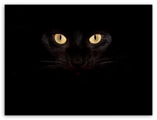 black cat UltraHD Wallpaper for Standard 4:3 Fullscreen UXGA XGA SVGA ; iPad 1/2/Mini ; Mobile 4:3 - UXGA XGA SVGA ;